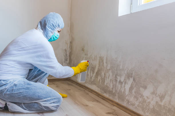 Licensed Commercial Mold Remediation service in Kingsley, MI - WQB Mold Removal